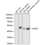 Western Blot - Anti-Fibromodulin Antibody (A15194) - Antibodies.com