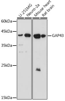 Anti-GAP43 Antibody [3H14] (A85393) | Antibodies.com