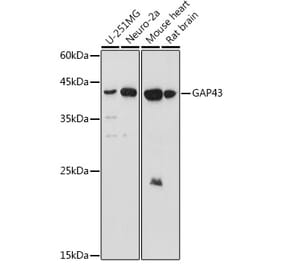 Western Blot - Anti-GAP43 Antibody (A15195) - Antibodies.com