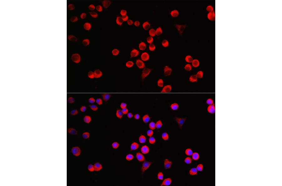 Immunofluorescence - Anti-GAP43 Antibody (A15195) - Antibodies.com