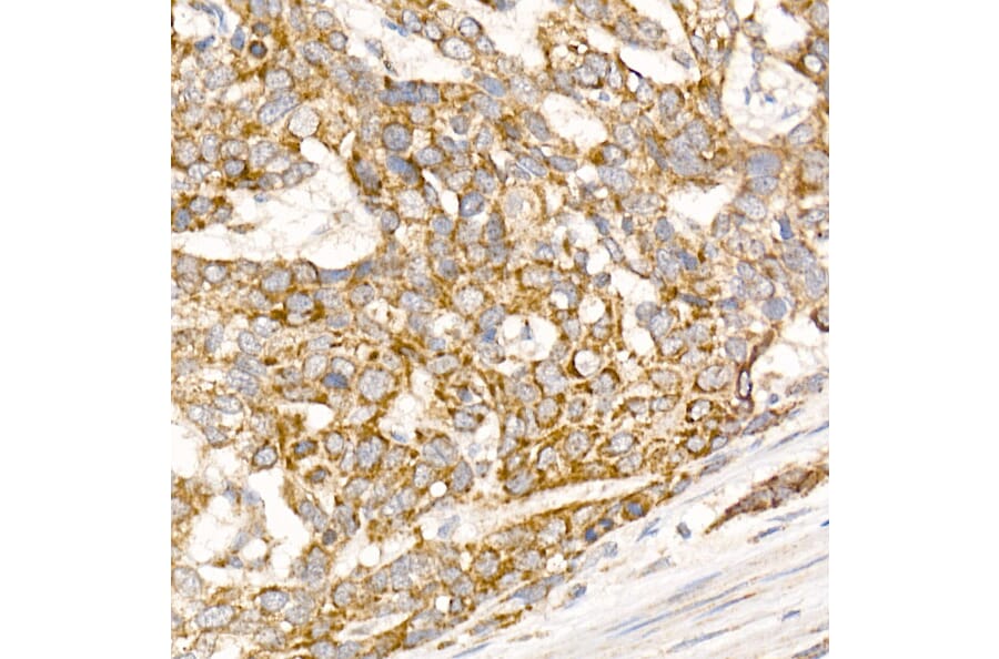 Immunohistochemistry - Anti-Glycerol kinase Antibody (A15196) - Antibodies.com