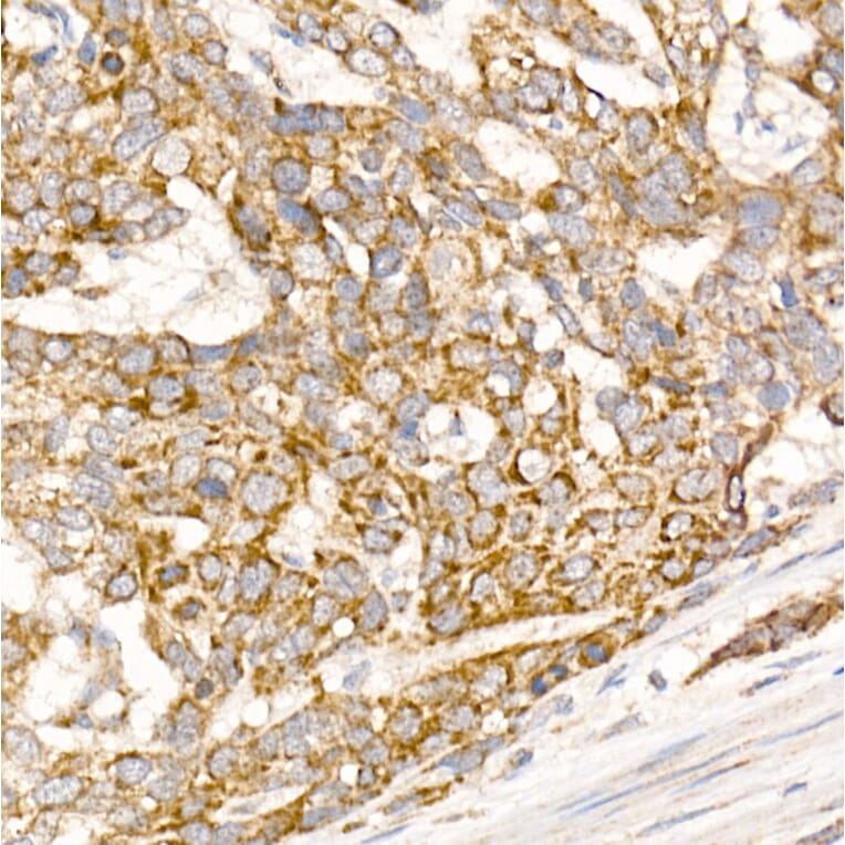 Immunohistochemistry - Anti-Glycerol kinase Antibody (A15196) - Antibodies.com