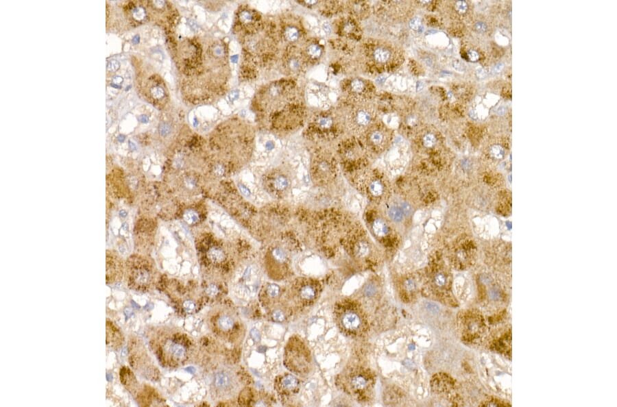 Immunohistochemistry - Anti-Glycerol kinase Antibody (A15196) - Antibodies.com