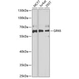 Western Blot - Anti-GRK6 Antibody (A15197) - Antibodies.com