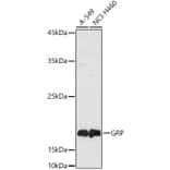 Western Blot - Anti-Gastrin Releasing Peptide Antibody (A15198) - Antibodies.com