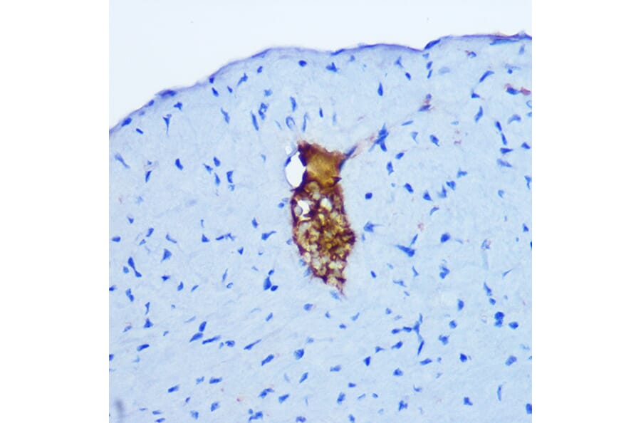 Immunohistochemistry - Anti-Gastrin Releasing Peptide Antibody (A15198) - Antibodies.com