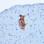Immunohistochemistry - Anti-Gastrin Releasing Peptide Antibody (A15198) - Antibodies.com