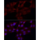 Immunofluorescence - Anti-Gastrin Releasing Peptide Antibody (A15198) - Antibodies.com