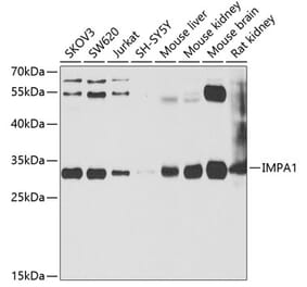Western Blot - Anti-IMPA1 Antibody (A15199) - Antibodies.com