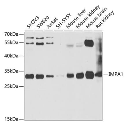 Western Blot - Anti-IMPA1 Antibody (A15199) - Antibodies.com