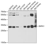 Western Blot - Anti-IMPA1 Antibody (A15199) - Antibodies.com