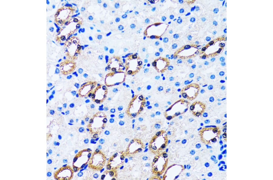 Immunohistochemistry - Anti-IMPA1 Antibody (A15199) - Antibodies.com