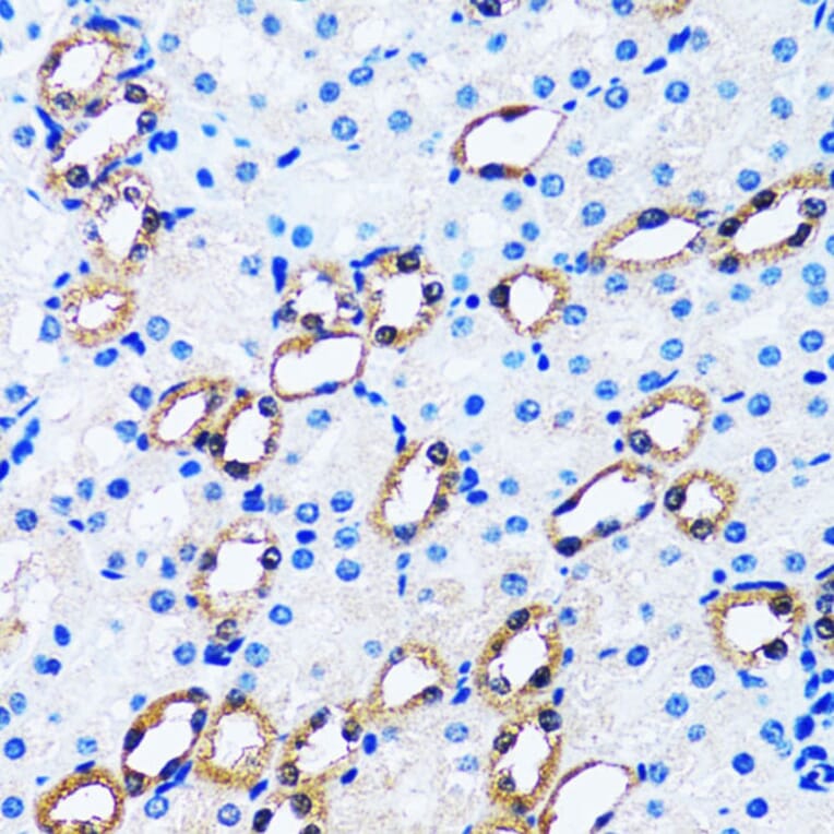 Immunohistochemistry - Anti-IMPA1 Antibody (A15199) - Antibodies.com