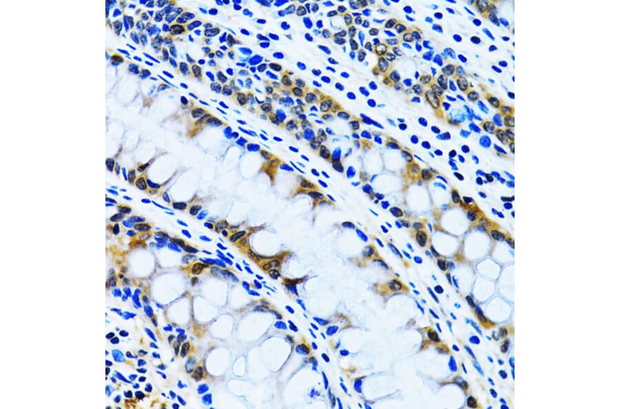 Immunohistochemistry - Anti-IMPA1 Antibody (A15199) - Antibodies.com