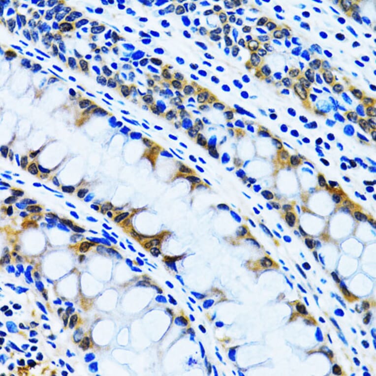 Immunohistochemistry - Anti-IMPA1 Antibody (A15199) - Antibodies.com
