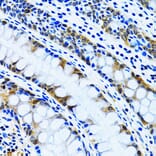 Immunohistochemistry - Anti-IMPA1 Antibody (A15199) - Antibodies.com