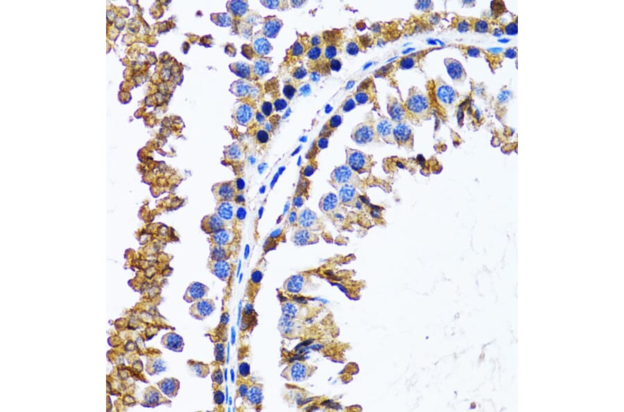 Immunohistochemistry - Anti-IMPA1 Antibody (A15199) - Antibodies.com