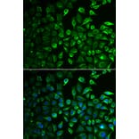 Immunofluorescence - Anti-IMPA1 Antibody (A15199) - Antibodies.com