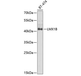 Western Blot - Anti-LMX1B Antibody (A6386) - Antibodies.com