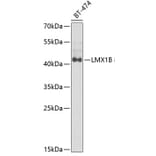 Western Blot - Anti-LMX1B Antibody (A6386) - Antibodies.com