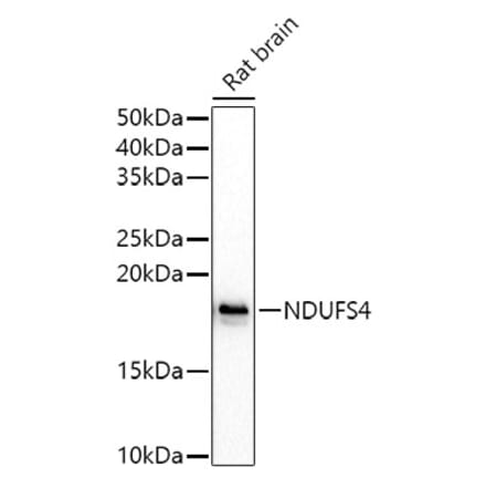 Western Blot - Anti-Ndufs4 Antibody (A15203) - Antibodies.com