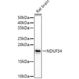 Western Blot - Anti-Ndufs4 Antibody (A15203) - Antibodies.com
