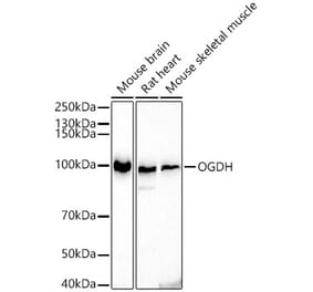 Western Blot - Anti-OGDH Antibody (A15204) - Antibodies.com