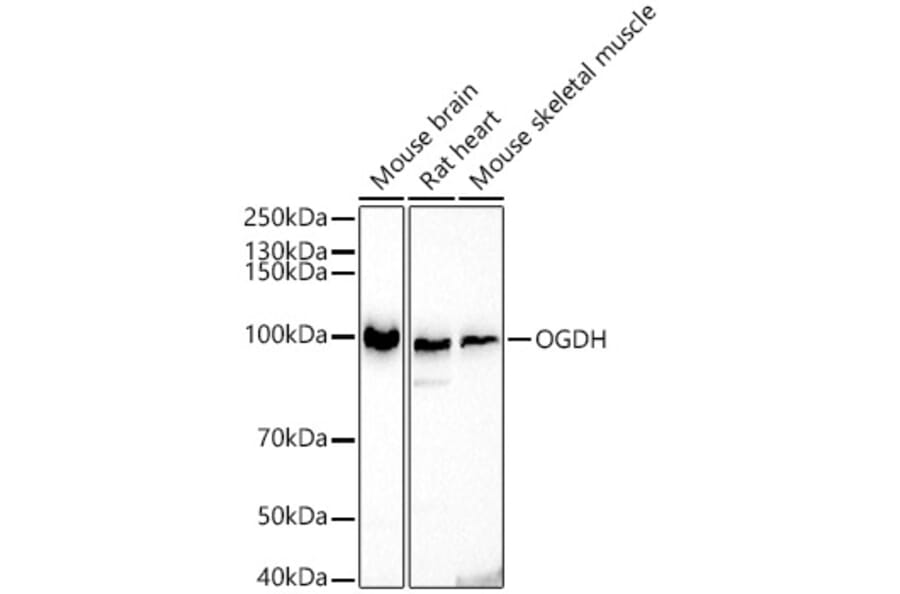 Western Blot - Anti-OGDH Antibody (A15204) - Antibodies.com