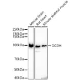 Western Blot - Anti-OGDH Antibody (A15204) - Antibodies.com