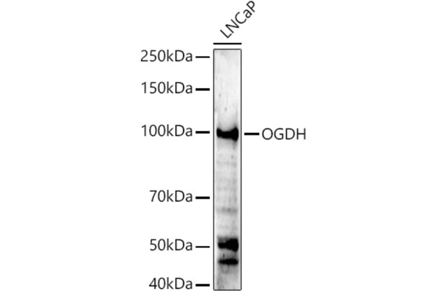 Western Blot - Anti-OGDH Antibody (A15204) - Antibodies.com
