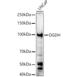 Western Blot - Anti-OGDH Antibody (A15204) - Antibodies.com