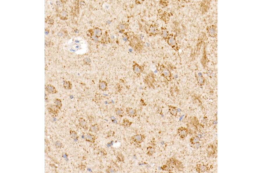 Immunohistochemistry - Anti-OGDH Antibody (A15204) - Antibodies.com
