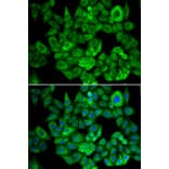 Immunofluorescence - Anti-OGDH Antibody (A15204) - Antibodies.com