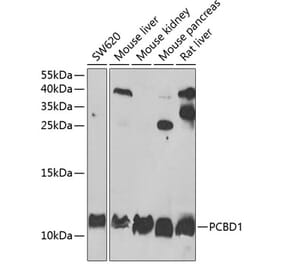 Western Blot - Anti-PCBD1 Antibody (A15205) - Antibodies.com