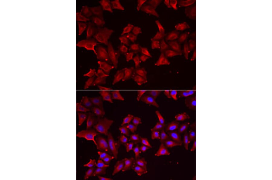 Immunofluorescence - Anti-PCBD1 Antibody (A15205) - Antibodies.com