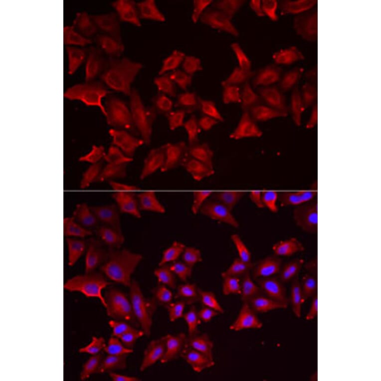 Immunofluorescence - Anti-PCBD1 Antibody (A15205) - Antibodies.com