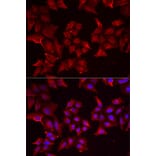 Immunofluorescence - Anti-PCBD1 Antibody (A15205) - Antibodies.com
