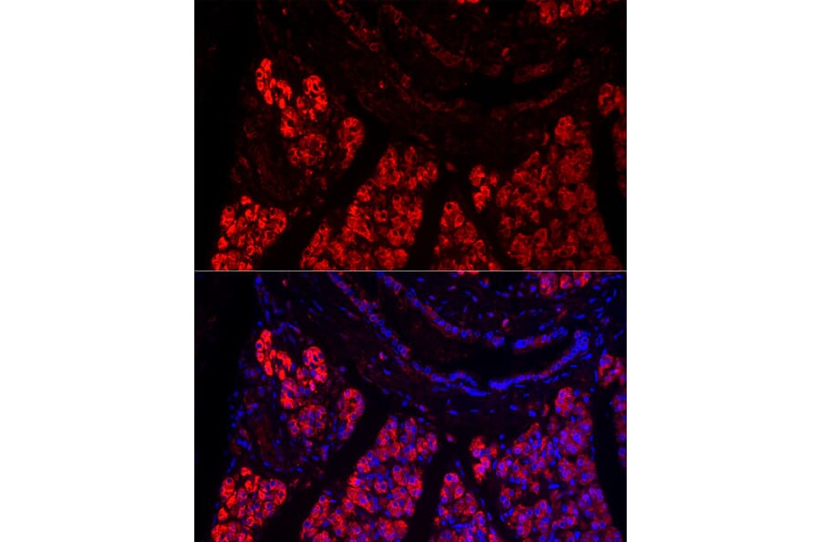 Immunofluorescence - Anti-Pancreatic Lipase/PTL Antibody (A15207) - Antibodies.com