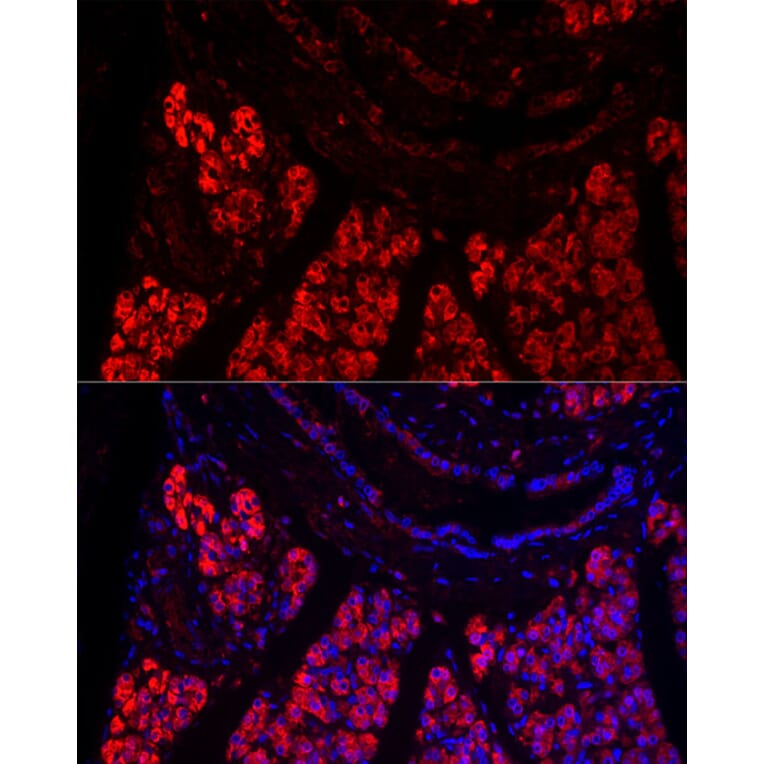 Immunofluorescence - Anti-Pancreatic Lipase/PTL Antibody (A15207) - Antibodies.com