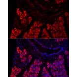 Immunofluorescence - Anti-Pancreatic Lipase/PTL Antibody (A15207) - Antibodies.com