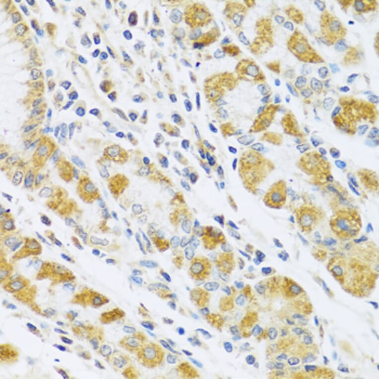 Immunohistochemistry - Anti-PSG1 Antibody (A15209) - Antibodies.com