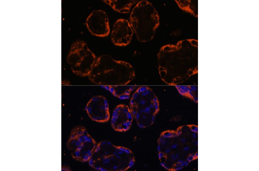 Immunofluorescence - Anti-PSG1 Antibody (A15209) - Antibodies.com