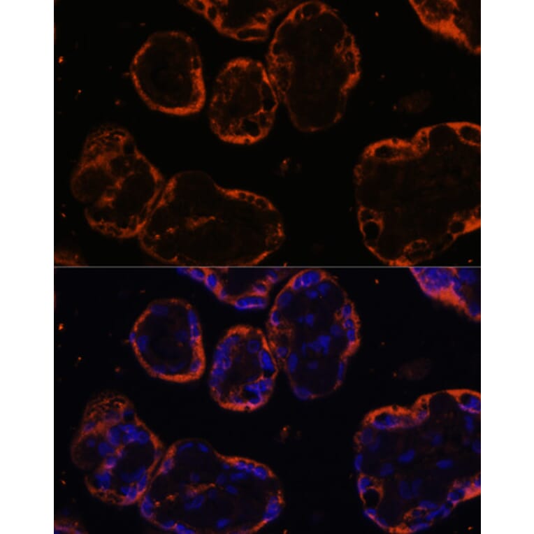 Immunofluorescence - Anti-PSG1 Antibody (A15209) - Antibodies.com