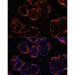 Immunofluorescence - Anti-PSG1 Antibody (A15209) - Antibodies.com