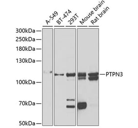 Western Blot - Anti-PTP-H1 Antibody (A15210) - Antibodies.com