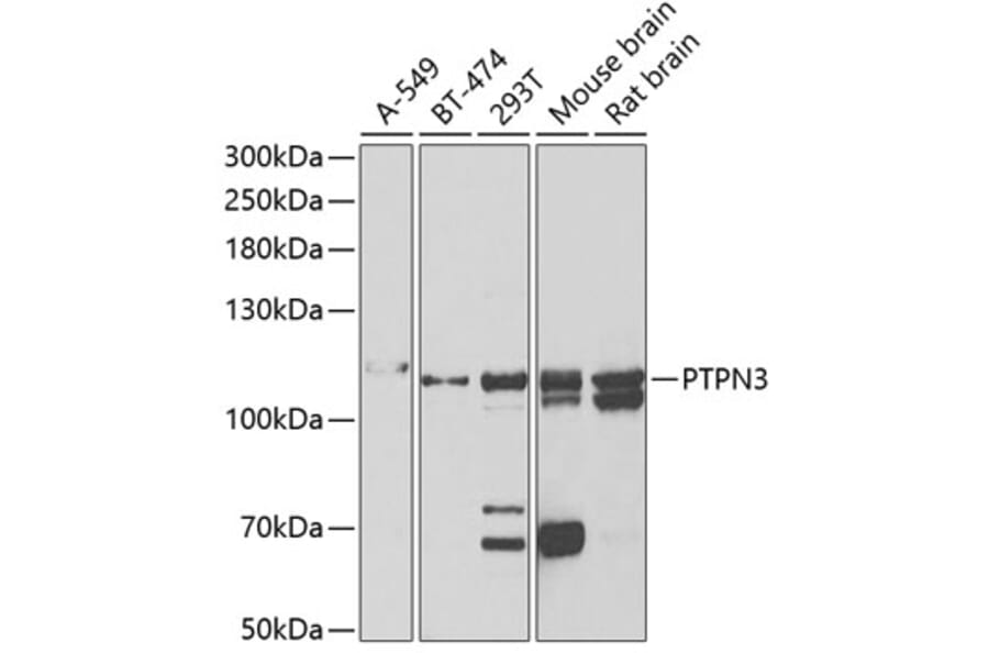 Western Blot - Anti-PTP-H1 Antibody (A15210) - Antibodies.com
