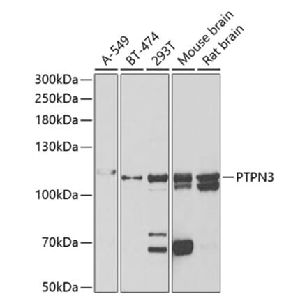 Western Blot - Anti-PTP-H1 Antibody (A15210) - Antibodies.com