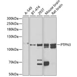 Western Blot - Anti-PTP-H1 Antibody (A15210) - Antibodies.com