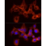 Immunofluorescence - Anti-GPBB Antibody (A15212) - Antibodies.com