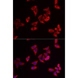 Immunofluorescence - Anti-RPL9 Antibody (A15214) - Antibodies.com